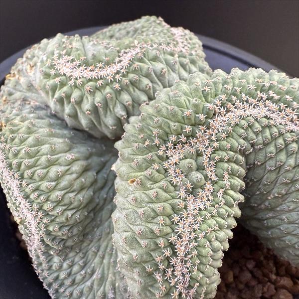 サボテン：ストロンボカクタス 菊水 綴化 自根*幅9cm 現品！一品限り