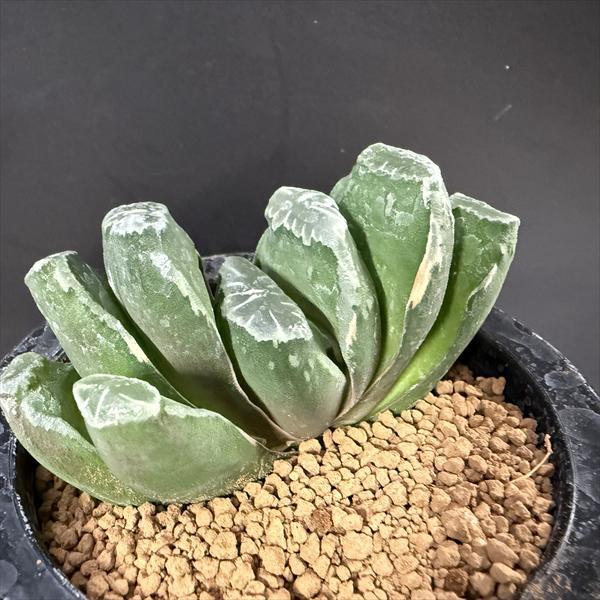 ☆特価☆多肉植物：ハオルチア 玉扇 少し斑入り*幅10cm 現品！一品