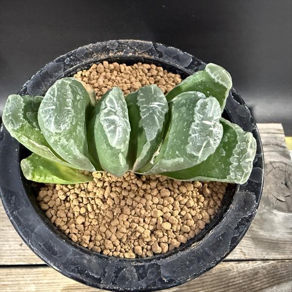 ☆特価☆多肉植物：ハオルチア 玉扇 少し斑入り*幅10cm 現品！一品