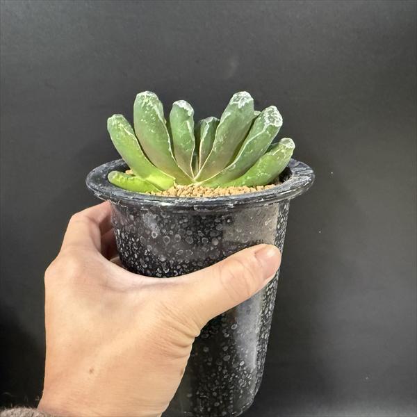 ☆特価☆多肉植物：ハオルチア 玉扇 少し斑入り*幅10cm 現品！一品