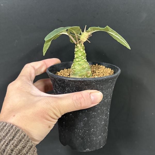 コーデックス：ドルステニア フォエチダ*塊根幅3cm 現品！一品限り