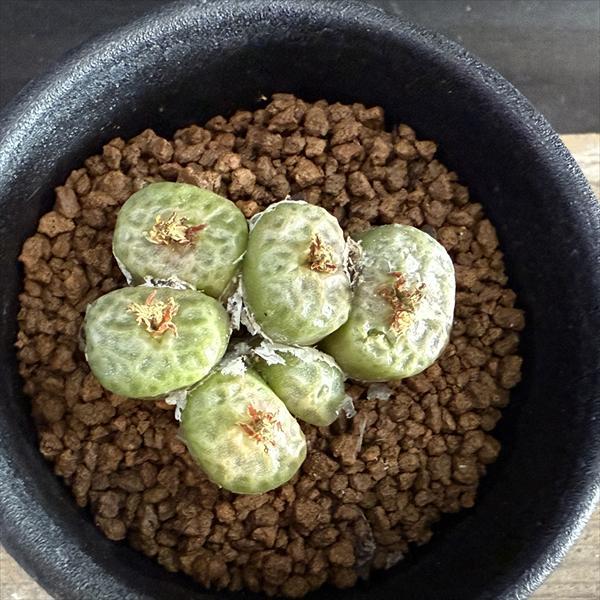 tetragonum DT7778 コノフィツム　テトラゴナム 多肉植物：コノフィツム アンゲリカエ テトラゴナム*全幅4cm 現品