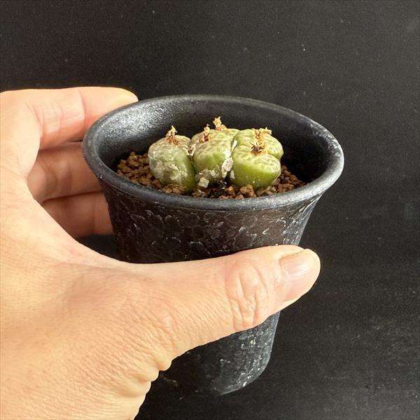 多肉植物：コノフィツム アンゲリカエ テトラゴナム*全幅4cm 現品