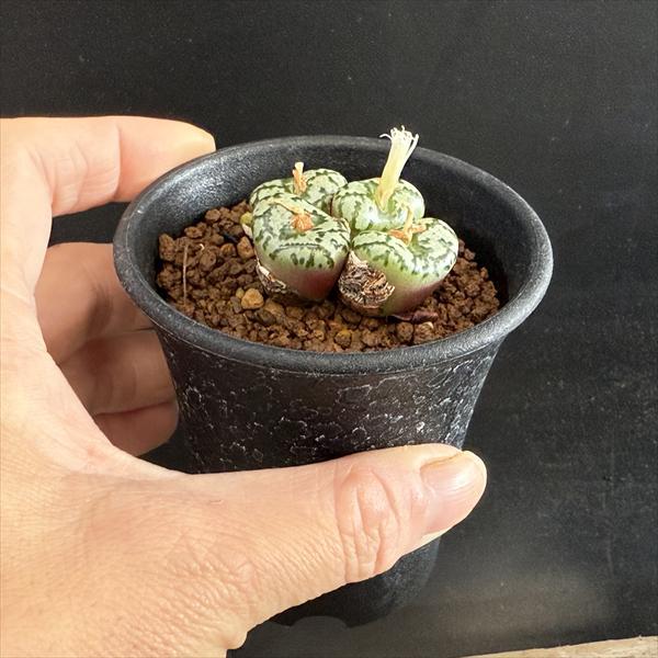 多肉植物：コノフィツム ウルスプルンギアナム*全幅4cm 現品！一品