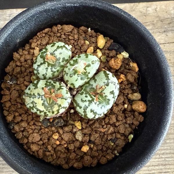 コノフィツム カルキュルス バンジリー 親株 これは本物？？ コノフィツム カルキュルス 亜種 バンジリー | 多肉