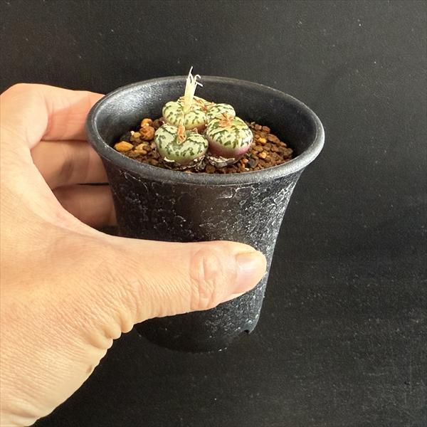 多肉植物：コノフィツム ウルスプルンギアナム*全幅3.5cm 現品！一品