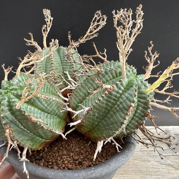 コーデックス：ユーフォルビア バリダ 3頭立て*全幅22cm 現品！一品