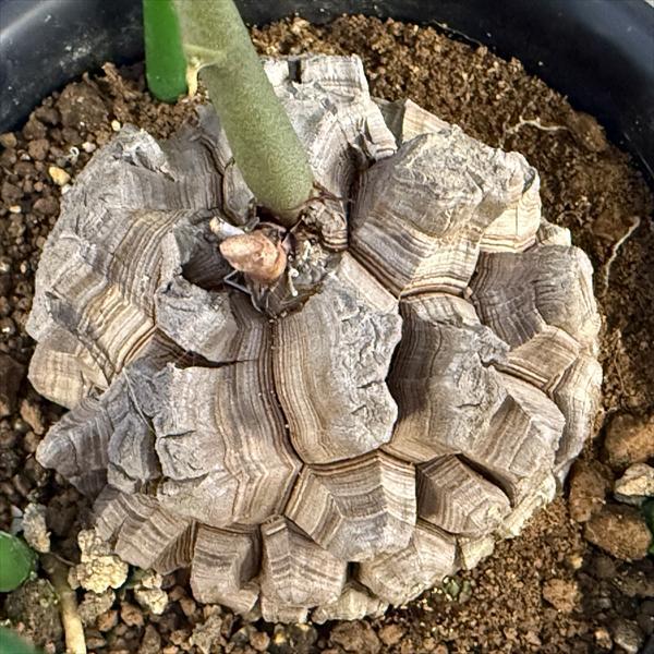 ☆特価☆コーデックス：アフリカ亀甲竜*塊根幅9cm 現品！一品限り