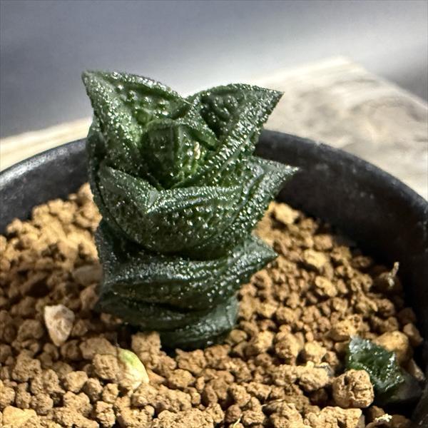 多肉植物：ハオルチア ニグラno.1 特丸葉ダルマタイプ*幅2cm 現品