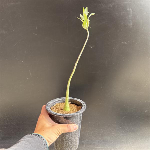 コーデックス：アデニア ペチュエリー 実生*塊根幅2.5cm 現品！一品