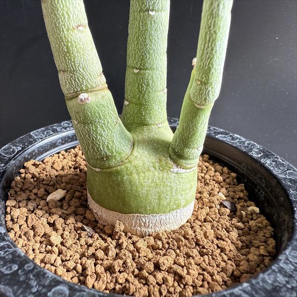 コーデックス：アデニア ペチュエリー 実生*塊根幅4cm 現品！一品