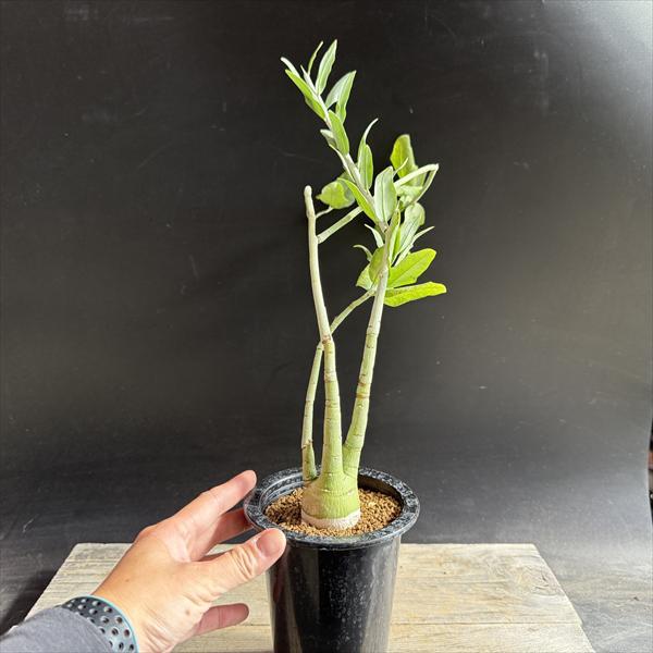 コーデックス：アデニア ペチュエリー 実生*塊根幅4cm 現品！一品