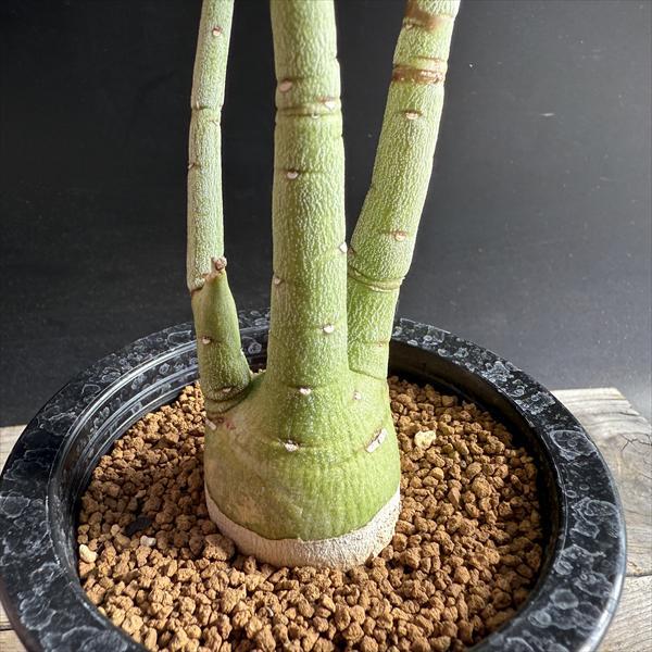アデニア ペチュエリー コーデックス：アデニア ペチュエリー 実生*塊根幅4cm 現品！一品