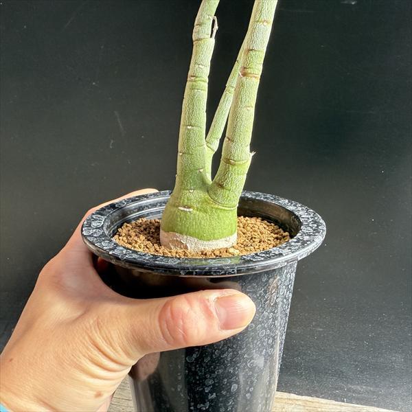 コーデックス：アデニア ペチュエリー 実生*塊根幅4cm 現品！一品