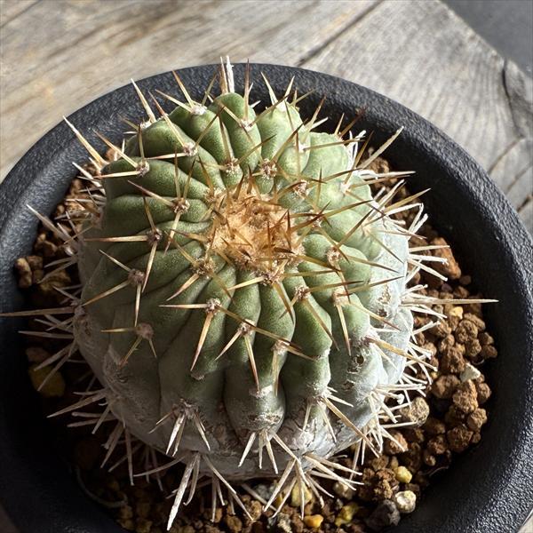 サボテン：コピアポア ギガンティア 自根*幅4cm 現品！一品限り : 遊恵