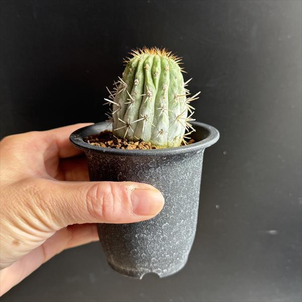 サボテン：コピアポア ギガンティア 自根*幅4cm 現品！一品限り : 遊恵