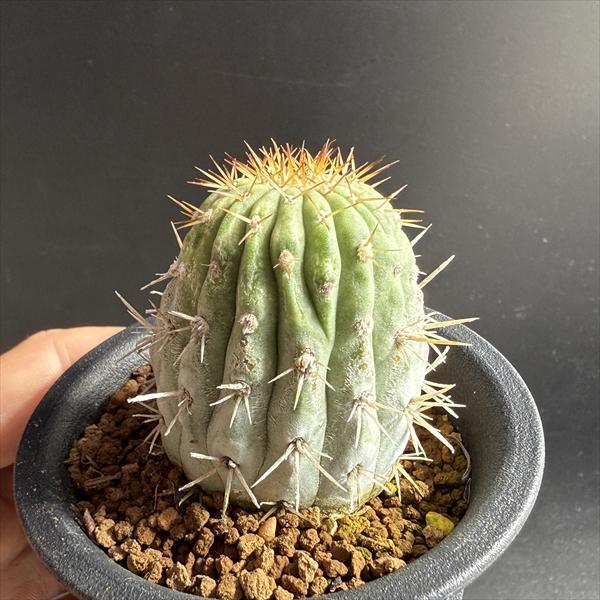 サボテン：コピアポア ギガンティア 自根*幅4cm 現品！一品限り : 遊恵