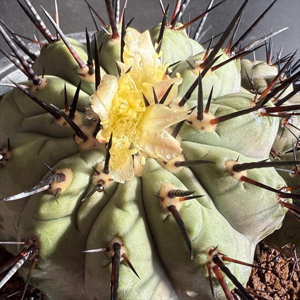 サボテン：コピアポア 黒王丸 ツギ*幅11cm 現品！一品限り : 遊恵盆栽