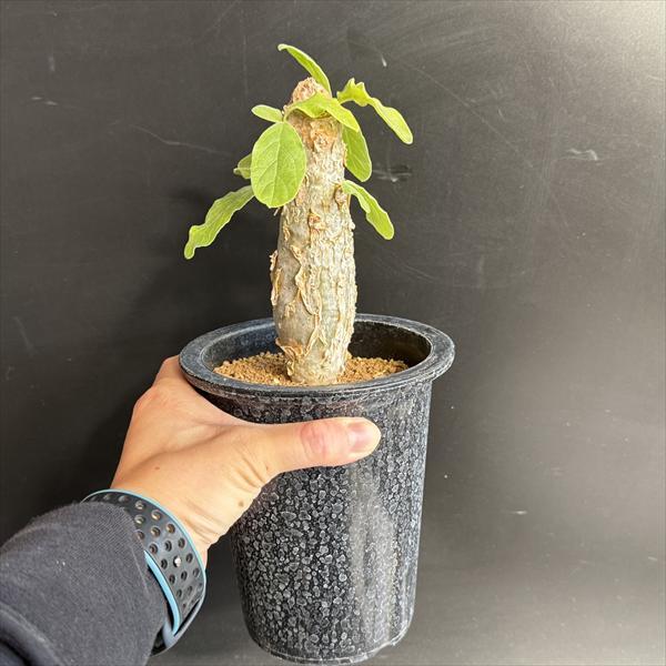 コーデックス：セサモタムナス ブッセアヌス*葉幅10ｃｍ　現品！一品限り_2