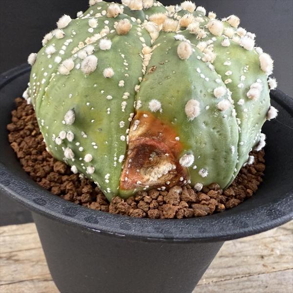 サボテン：アストロフィツム 花園兜丸 実生*幅8.5cm 現品！一品限り