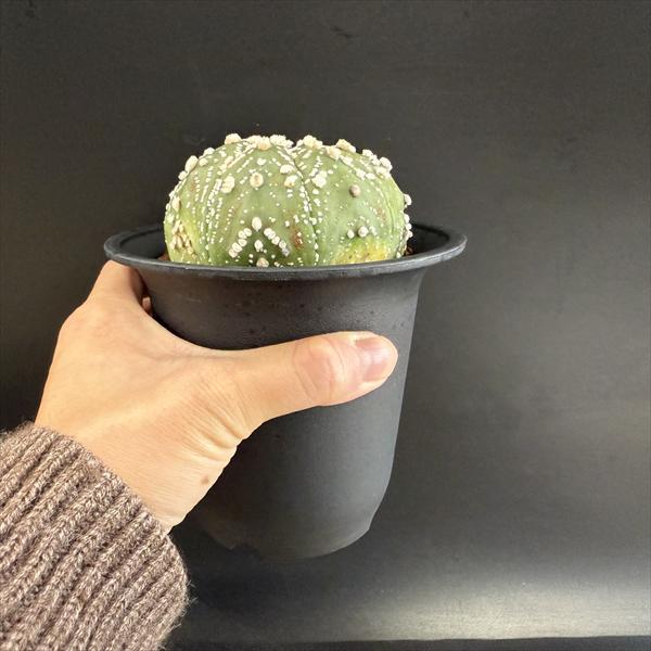 アストロフィツム　花園【実生】 サボテン：アストロフィツム 花園兜丸 実生*幅8.5cm 現品！一品限り