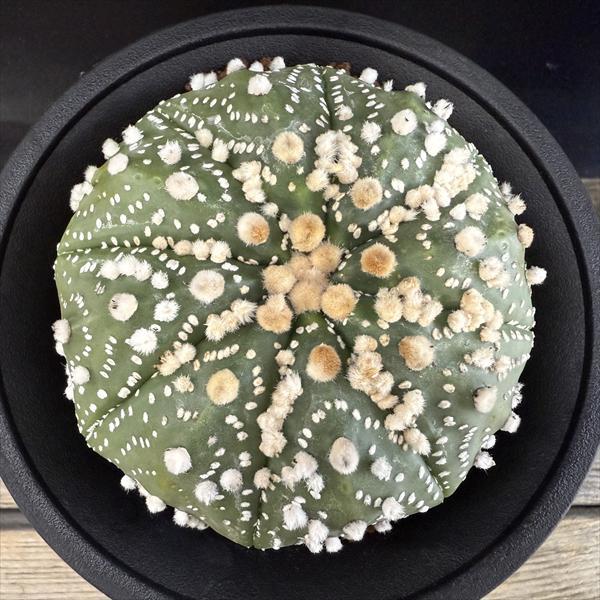 サボテン：アストロフィツム 花園兜丸 実生*幅8.5cm 現品！一品限り