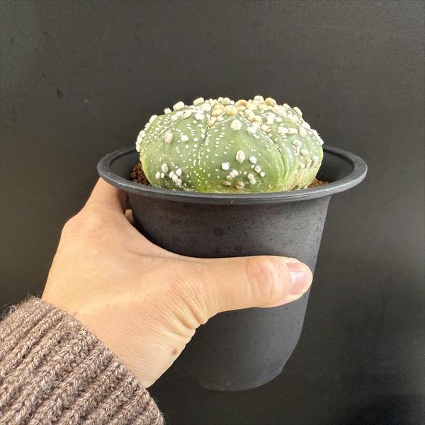 サボテン：アストロフィツム 花園兜丸 実生*幅8.5cm 現品！一品限り