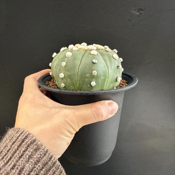 レア株　アストロフィツム　花園兜　(検索　兜丸　瑠璃兜　ミラクル兜 サボテン：アストロフィツム 瑠璃兜丸（るりかぶと）*M 幅5.5cm