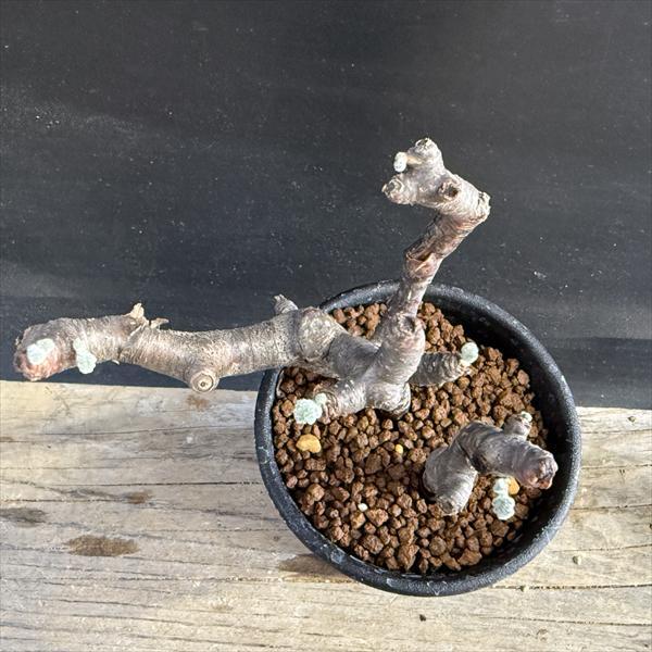 ☆特価☆コーデックス：ペラルゴニウム ミラビレ*幅9cm 現品！一品