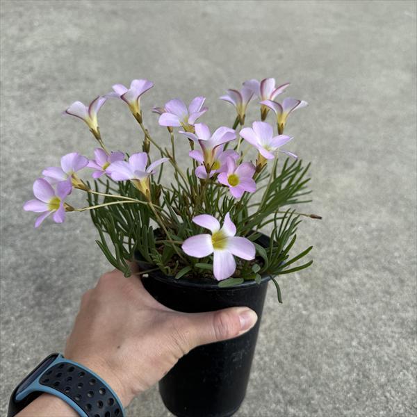 球根植物：オキザリス*ピンク花 L : 遊恵盆栽 Yahoo!店 - 通販 - Yahoo