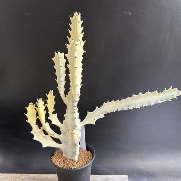 多肉植物：ユーフォルビア ホワイトゴースト*幅24cm 現品！一品限り