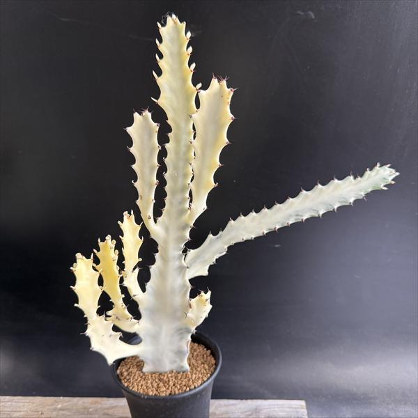 多肉植物：ユーフォルビア ホワイトゴースト*幅24cm 現品！一品限り