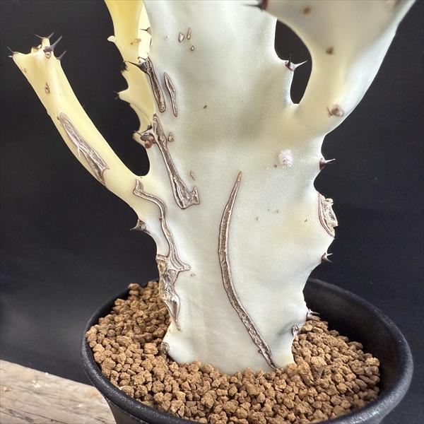 多肉植物：ユーフォルビア ホワイトゴースト*幅24cm 現品！一品限り