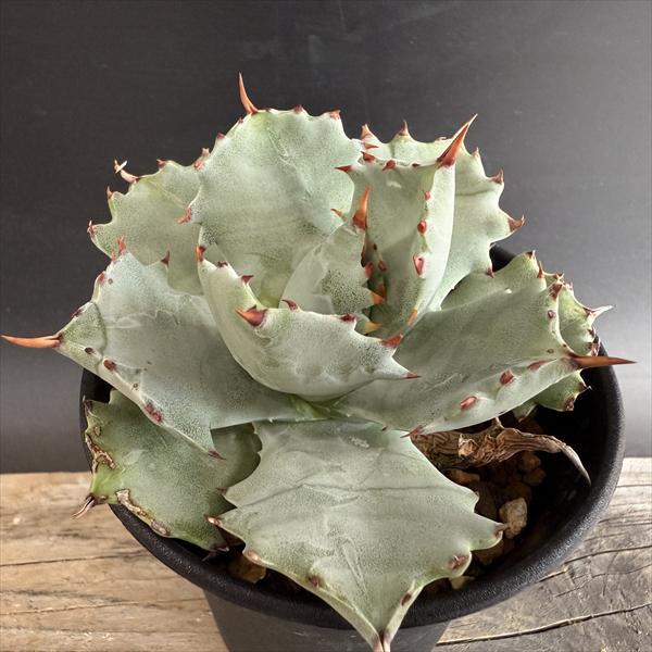 多肉植物：アガベ イシスメンシス*幅10cm 現品！一品限り : 遊恵盆栽