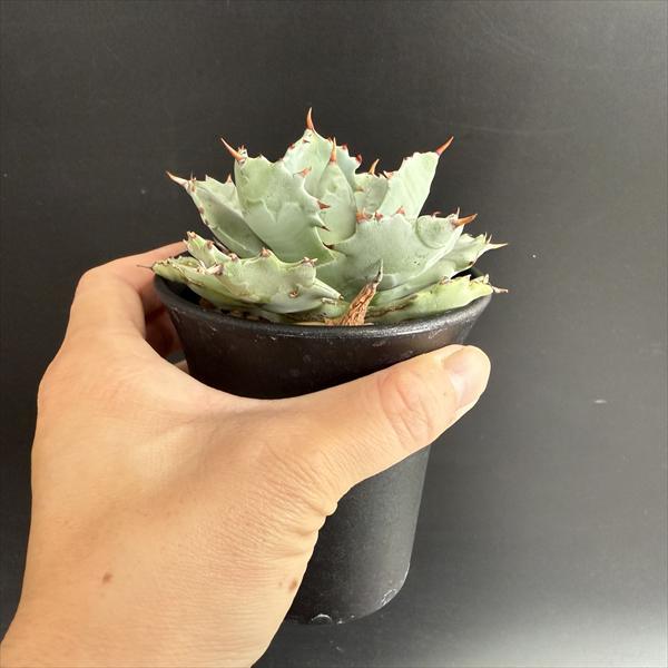 多肉植物：アガベ イシスメンシス*幅10cm 現品！一品限り : 遊恵盆栽