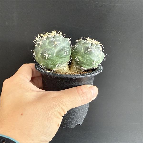 サボテン：コリファンタ 象牙丸 ダブルヘッド 実生*幅8.5cm 現品！一品