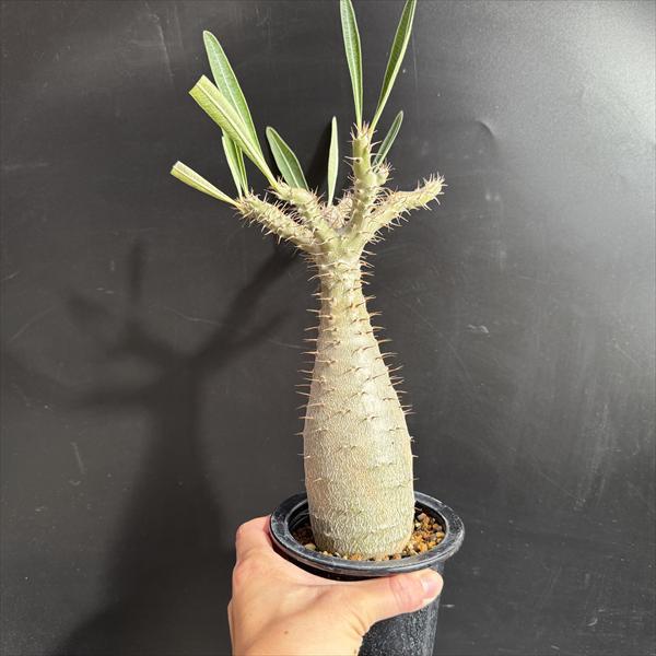 コーデックス：パキポディウム グラキリス 実生*枝幅15cm 現品！一品