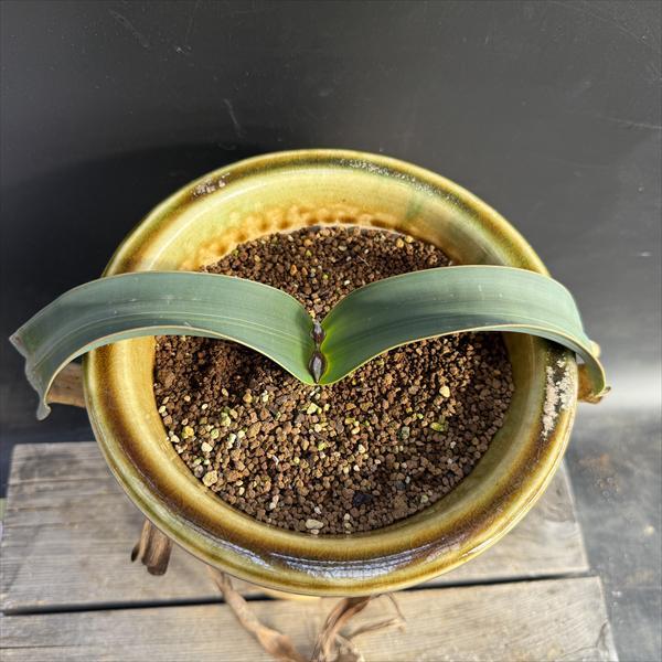 多肉植物：ウェルウィッチア ミラビス 奇想天外 実生 陶器鉢*幅28cm