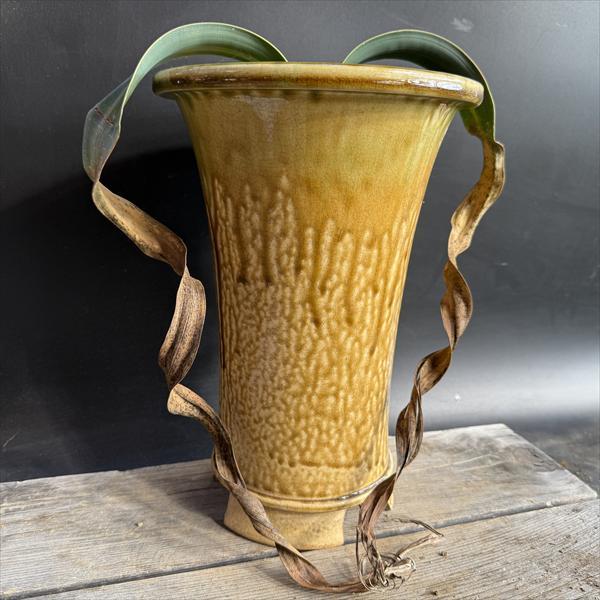 多肉植物：ウェルウィッチア ミラビス 奇想天外 実生 陶器鉢*幅28cm