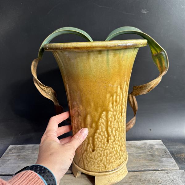 多肉植物：ウェルウィッチア ミラビス 奇想天外 実生 陶器鉢*幅28cm