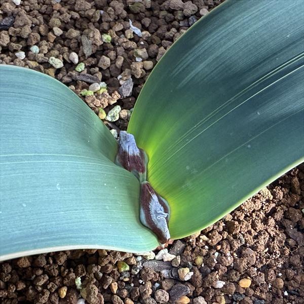 多肉植物：ウェルウィッチア ミラビス 奇想天外 実生 陶器鉢*幅28cm