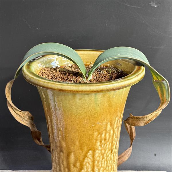 多肉植物：ウェルウィッチア ミラビス 奇想天外 実生 陶器鉢*幅28cm