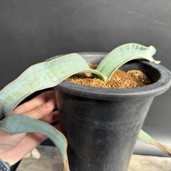 多肉植物：ウェルウィッチア ミラビス 奇想天外 実生 陶器鉢*幅30cm