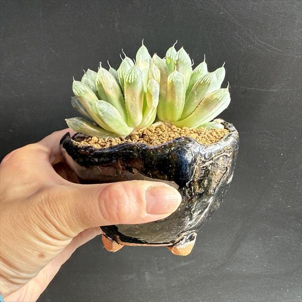 ☆特価☆多肉植物：ハオルチア キャッツアイ ダブルヘッド 信楽焼 竹鳳