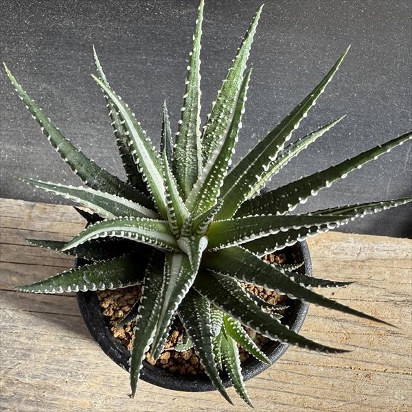 多肉植物 ハオルチア バディア錦 糊斑 12x12cm鉢 多肉植物：ハオルチア 十二の巻錦*幅10cm : 遊恵盆栽 Yahoo!店