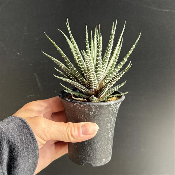 多肉植物：ハオルチア 十二の巻錦*幅10cm : 遊恵盆栽 Yahoo!店