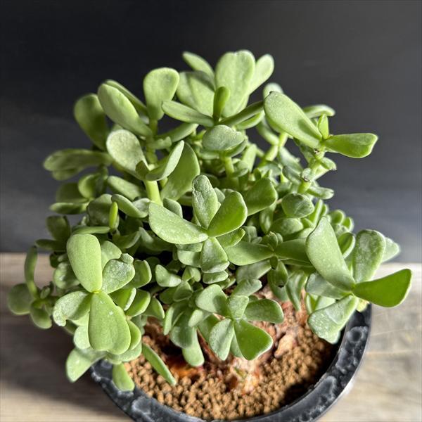 コーデックス：ケラリア ピグマエア 大株 発根済*葉幅15cm 現品