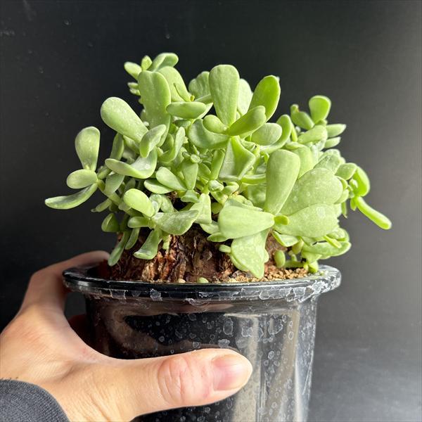 コーデックス：ケラリア ピグマエア 大株 発根済*葉幅15cm 現品