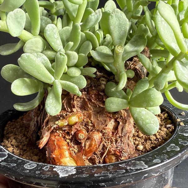 コーデックス：ケラリア ピグマエア 大株 発根済*葉幅15cm 現品