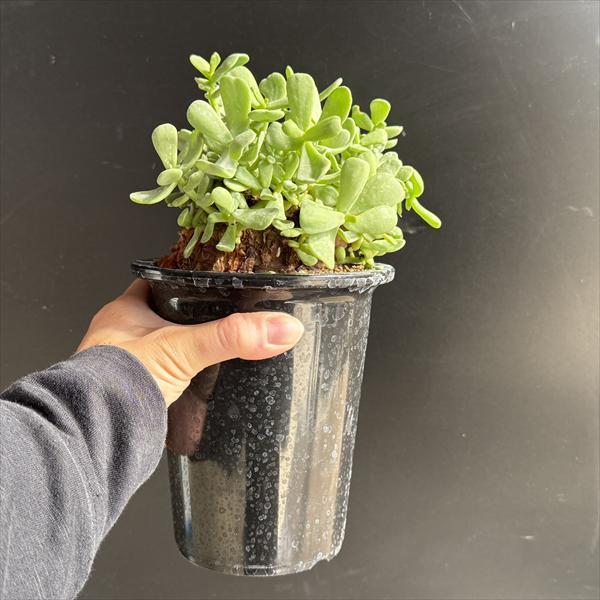 コーデックス：ケラリア ピグマエア 大株 発根済*葉幅15cm 現品